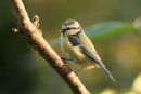 07-9251 Blue Tit (Parus Caeruleus)